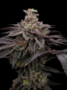 London Pound Cake x Bubba